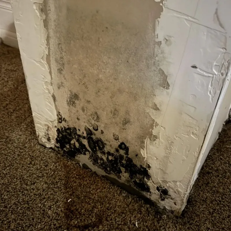 Professional Mold Removal in Robinson, TX